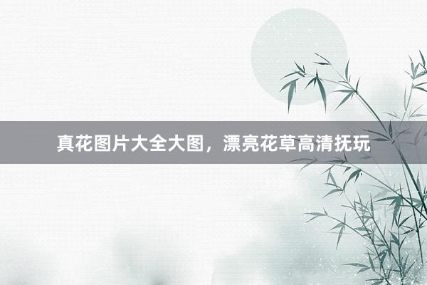 真花图片大全大图，漂亮花草高清抚玩
