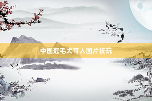 中国冠毛犬可人图片抚玩